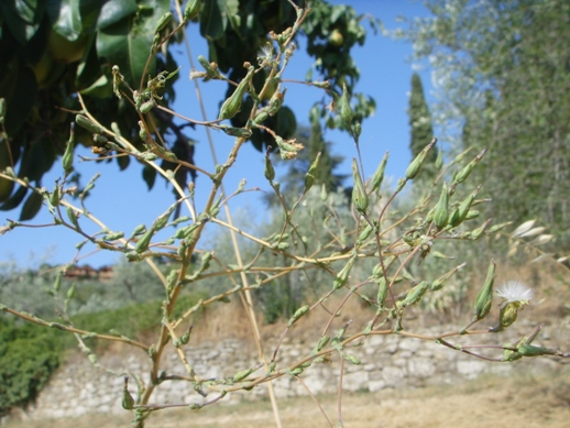 Lactuca virosa / Lattuga selvatica